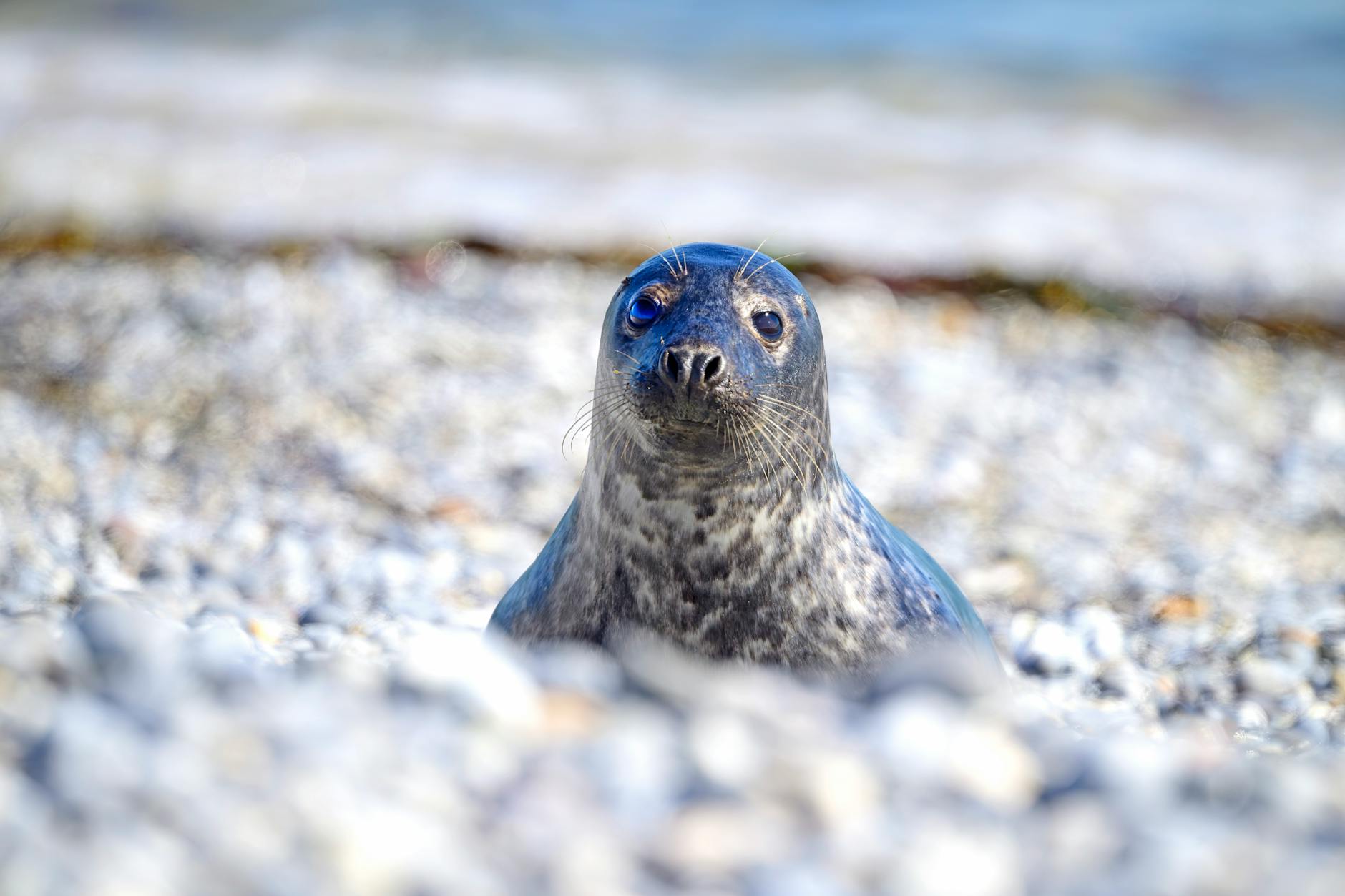 Gdzie zobaczyć foki na Pomorzu i o jakiej porze? Młoda foka szara leży na kamienistej plaży w słoneczny dzień