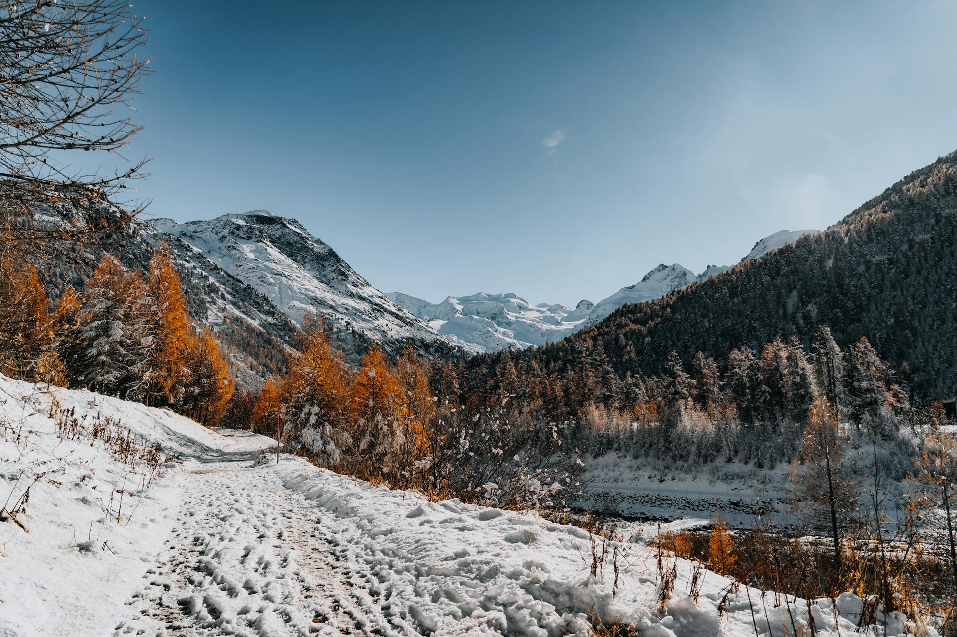 Leśna ścieżka w pomorskim lesie pokryta złotymi liśćmi jesienią