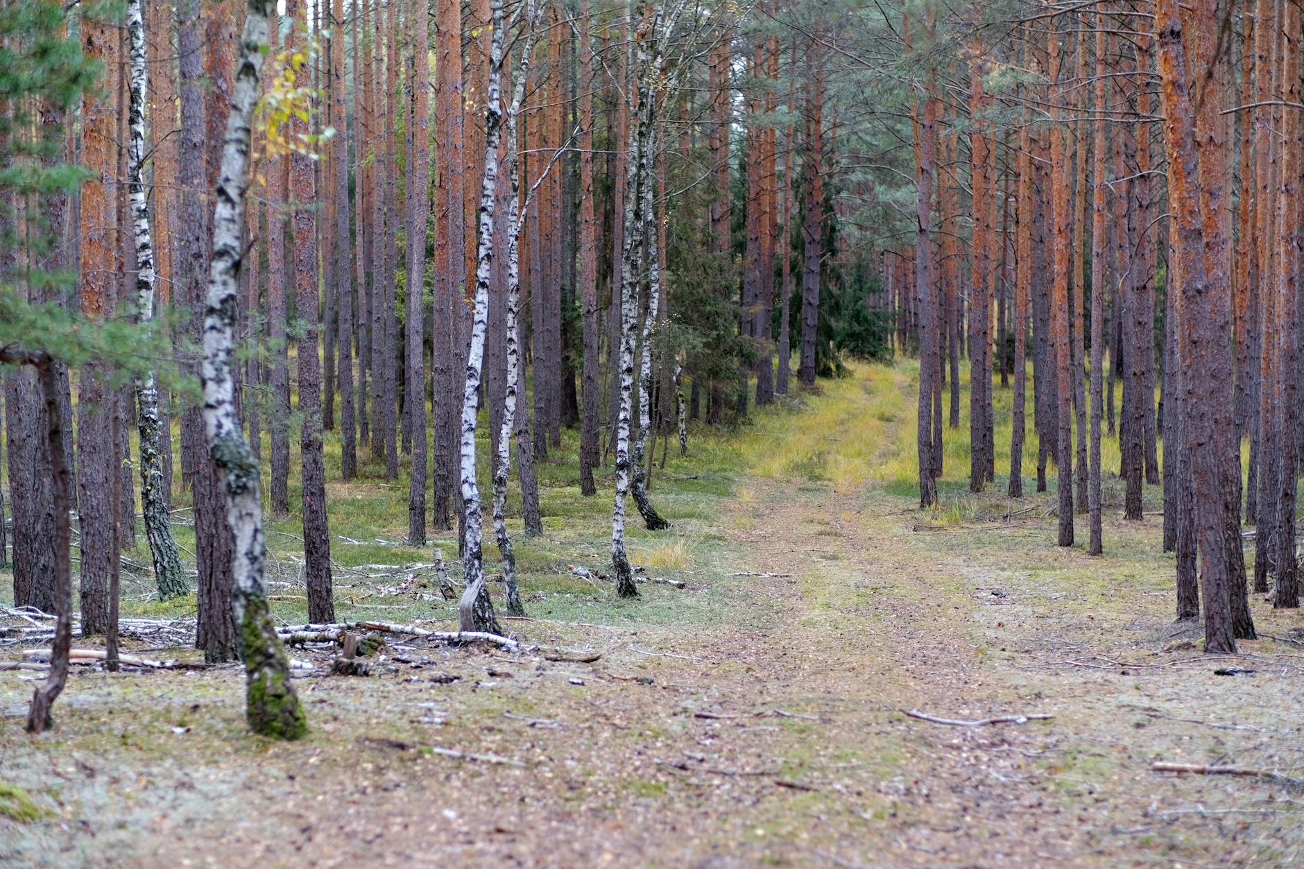 Jesienny leśny dukt wśród brzóz i sosen w Pomorskiem