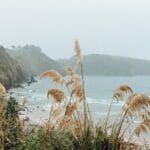 Mgliste klify nad morzem z wysokimi trawami w Rzucewie i Osłoninie