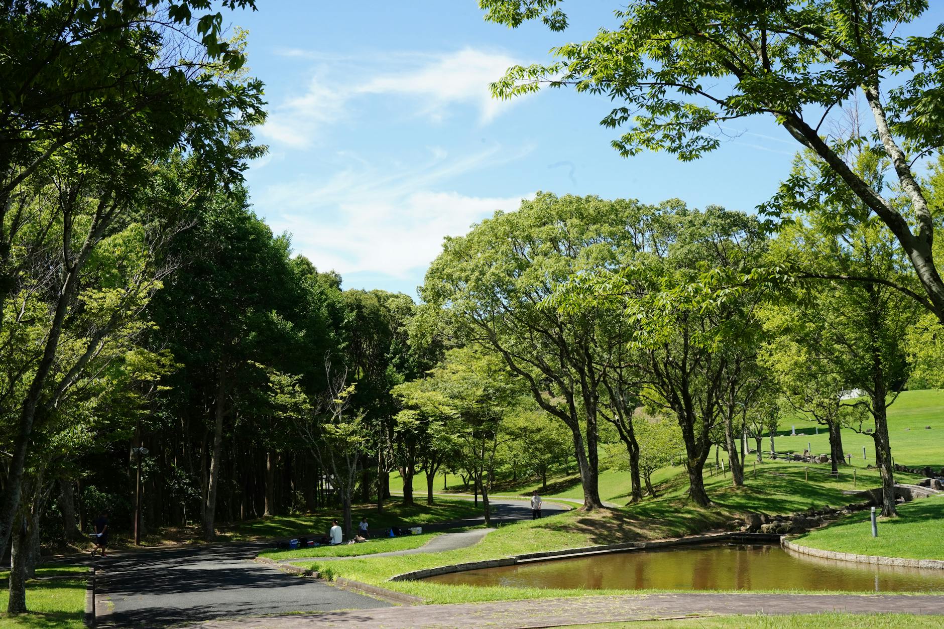 Zielone zakątki Gdańska: miejsca na oddech od tłumów Parkowy staw z alejką w zieleni drzew w słoneczny dzień w Gdańsku