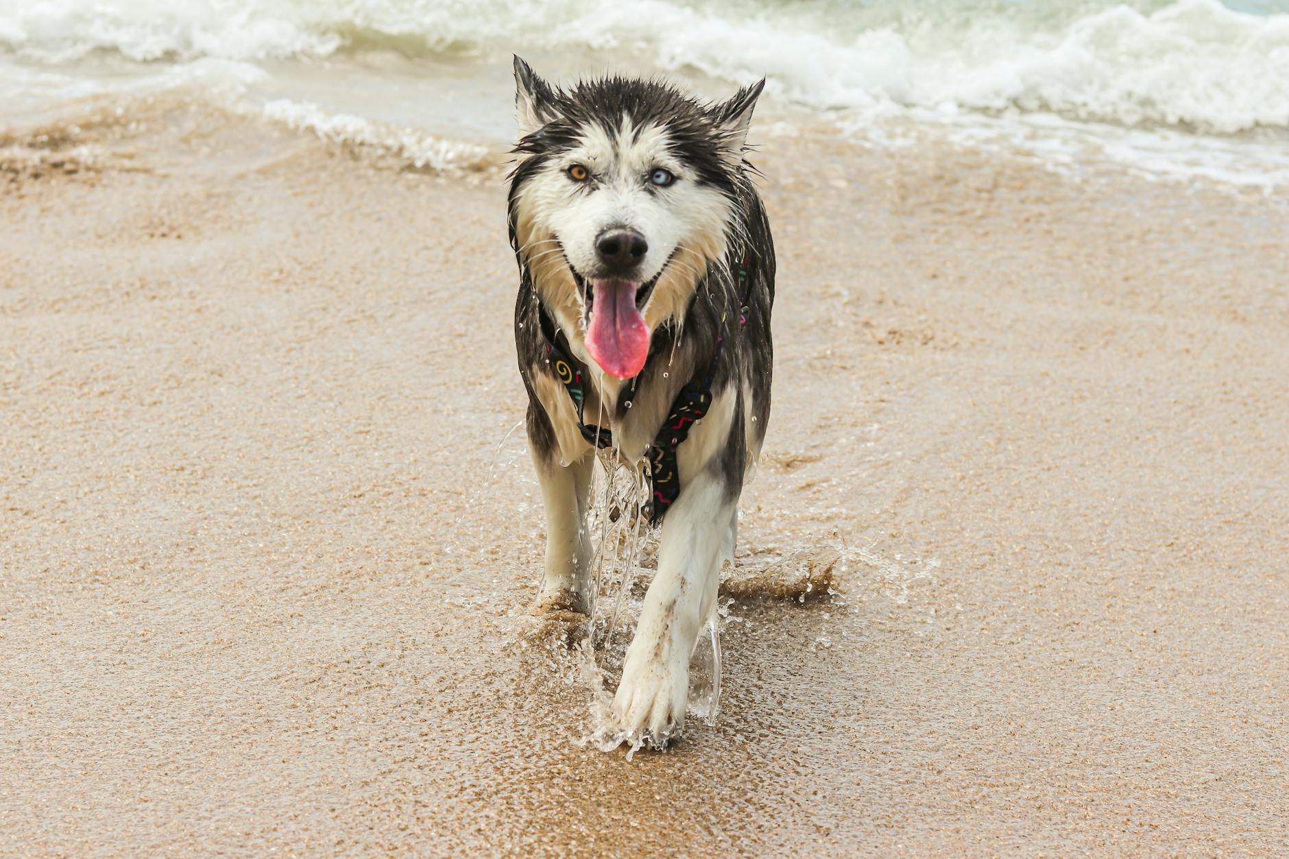 Malamut bawiący się w wodzie na słonecznej plaży nad morzem