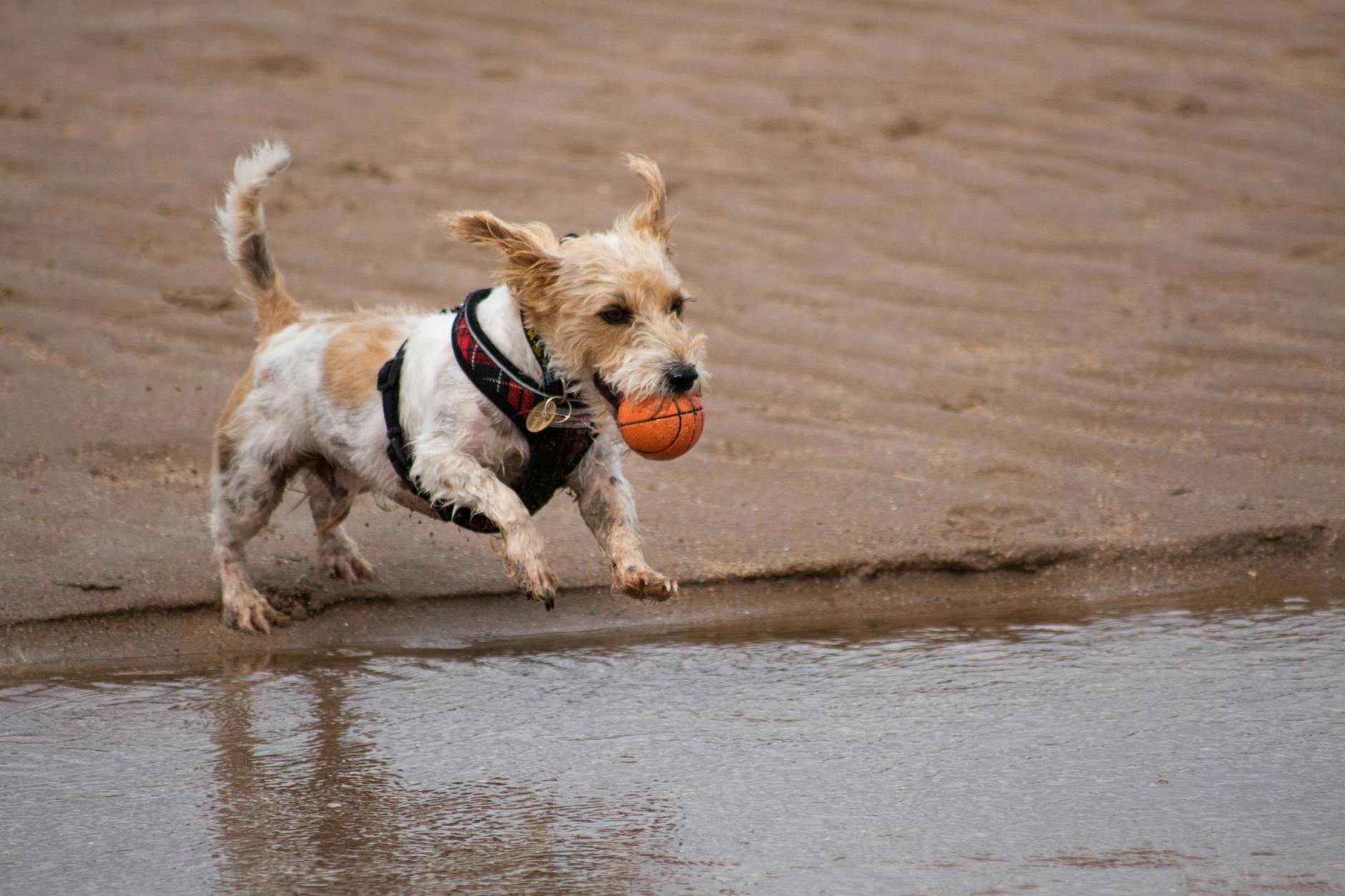 Pies biegnący po plaży z pomarańczową piłką w pysku