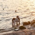 Pies na jesiennej plaży o zachodzie słońca nad spokojnym morzem