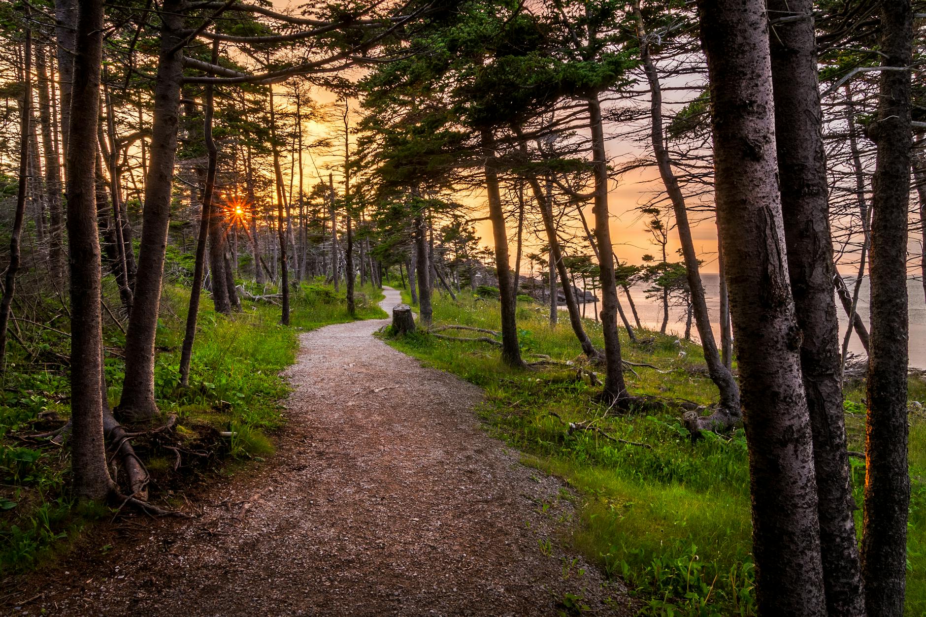 Zakręcony nadmorski chodnik wśród wysokich drzew o zachodzie słońca