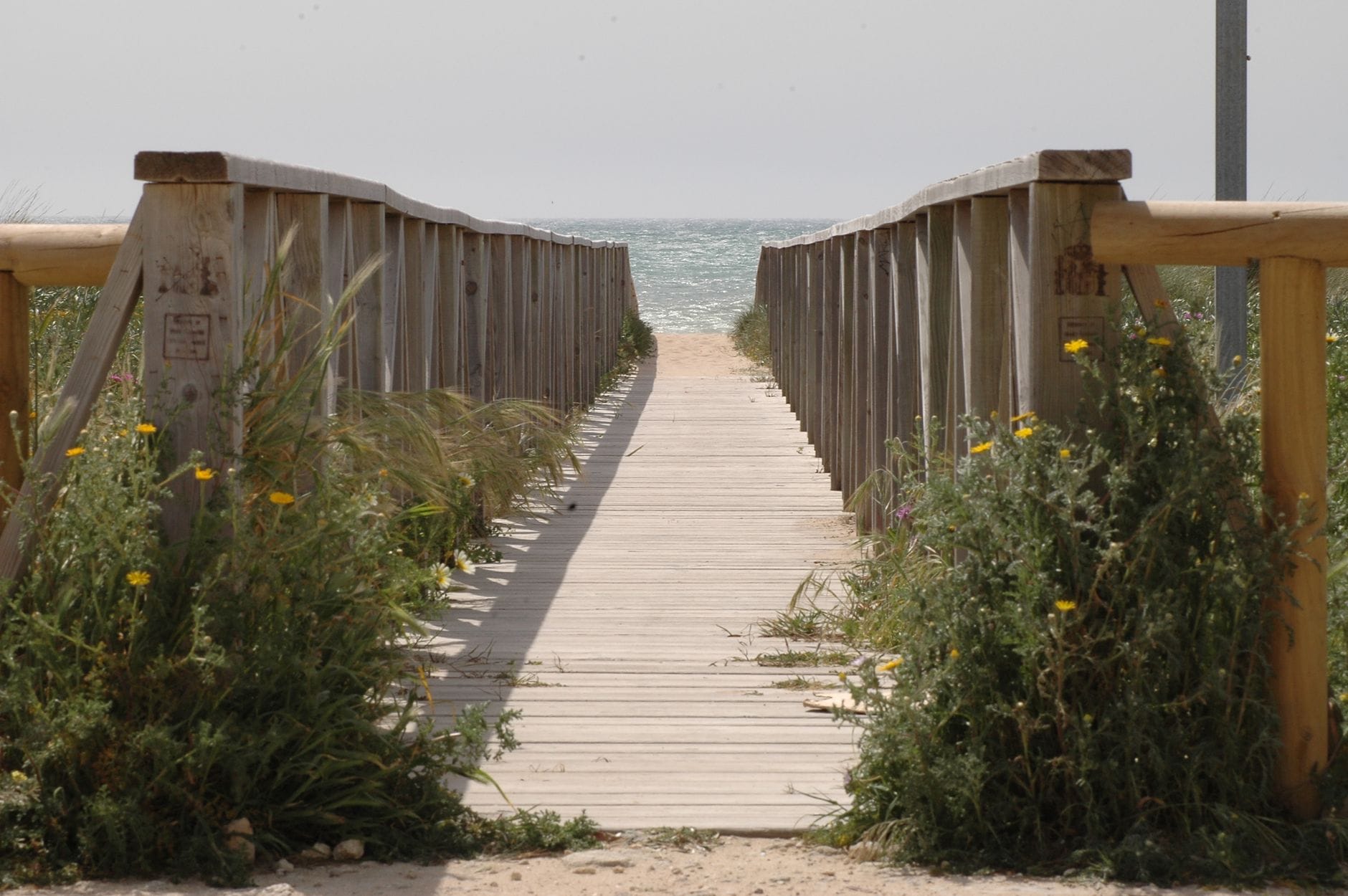 Drewniane molo wśród dzikich kwiatów prowadzące na plażę i morze