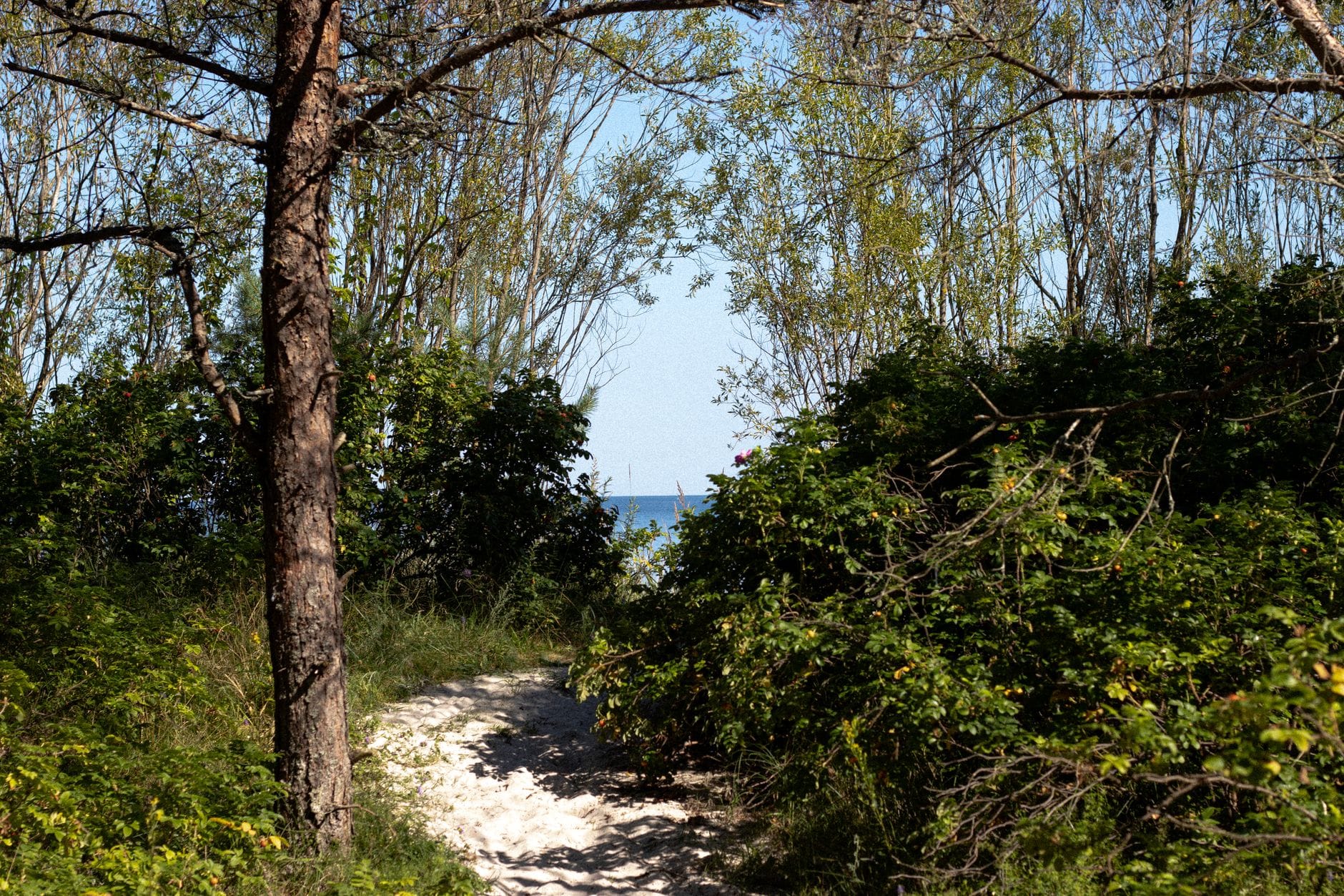 Leśna ścieżka w Jelitkowie prowadząca na plażę i spokojne morze