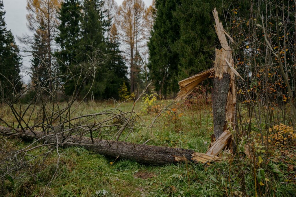 Zatopiony las koło Czołpina: jak sztormy odsłaniają pnie drzew sprzed kilku tysięcy lat